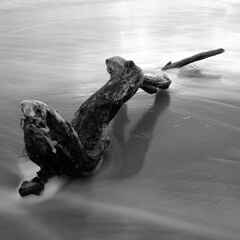 spurn point driftwood