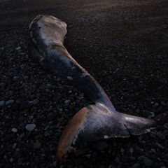spurn whale