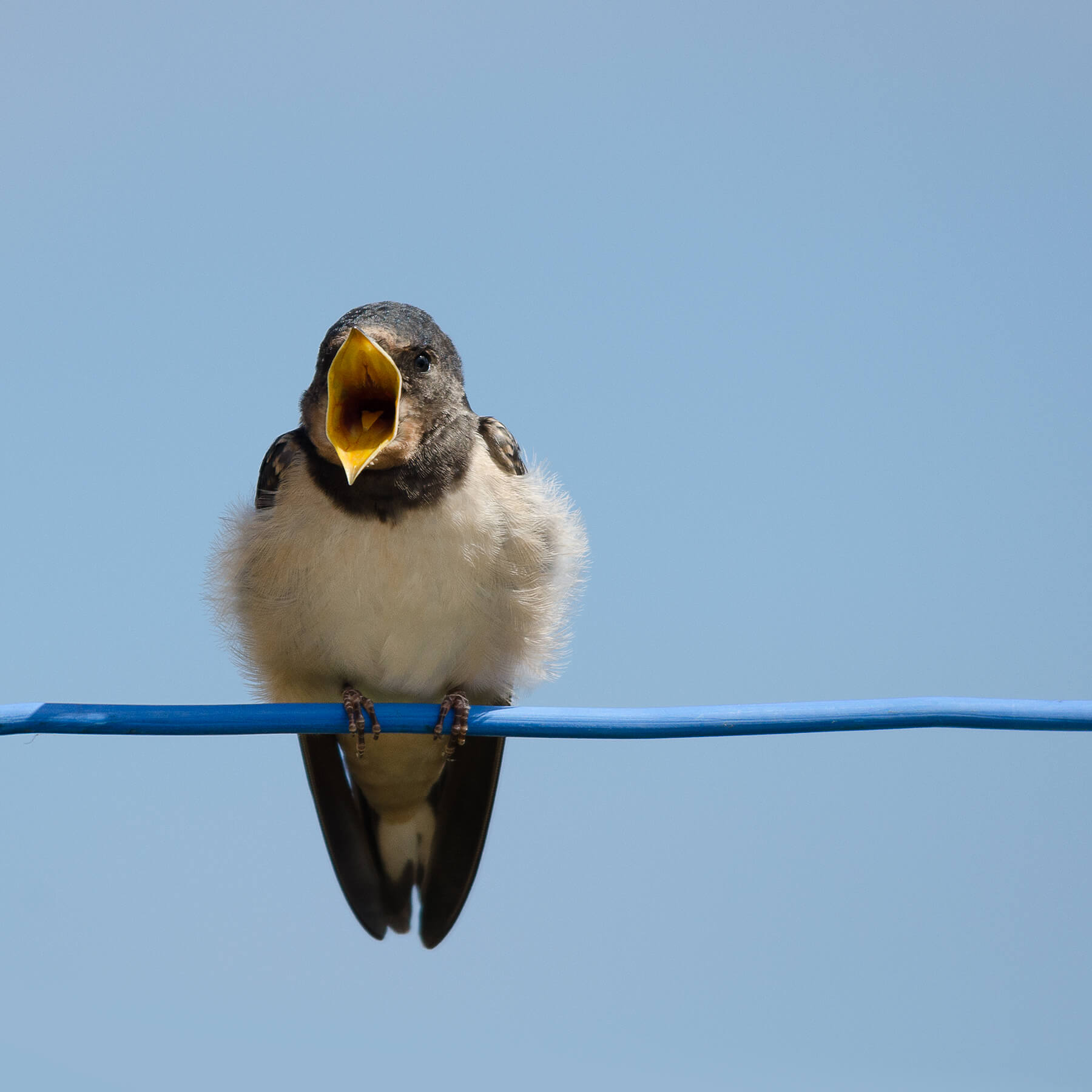 Juvenile Swallow