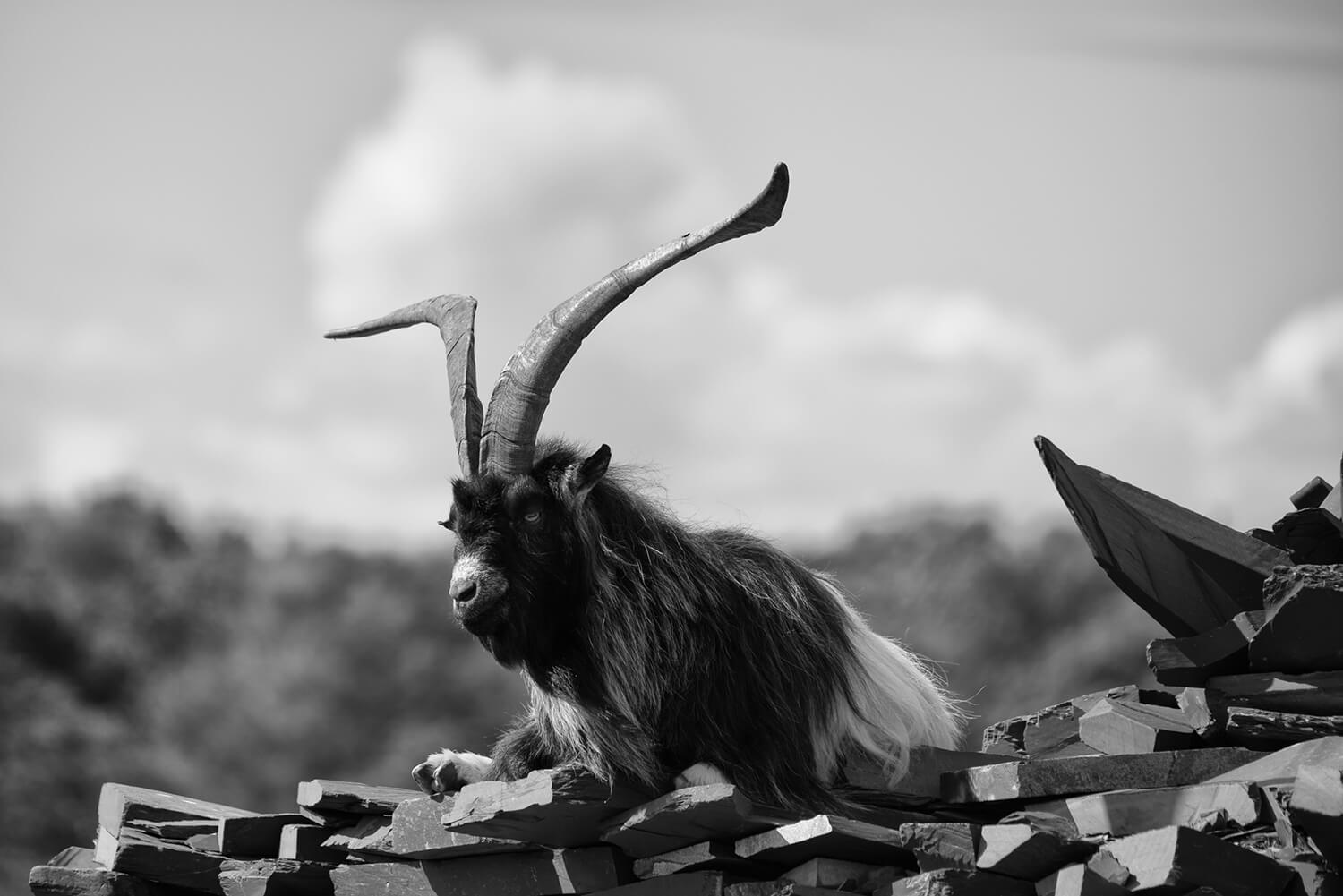 Welsh Bagot Goat