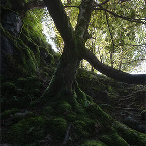 Trees